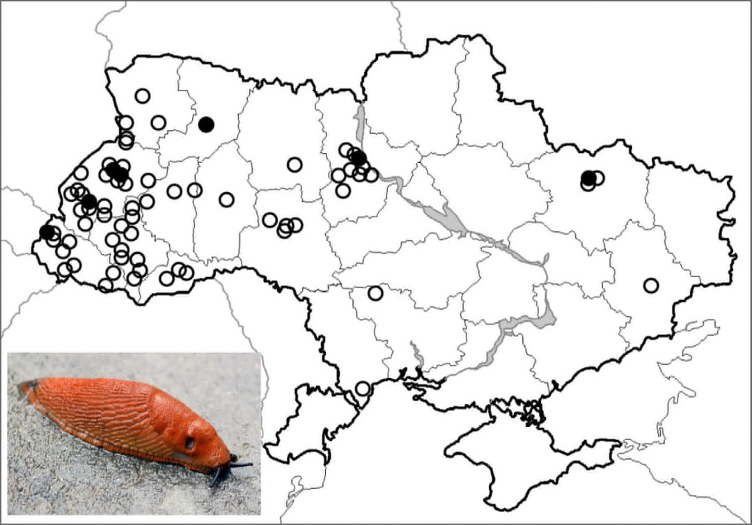 Карта пощирення рудокого слимака в Україні
